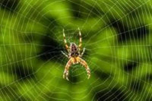 Bild: Wieso klebt die Spinne nicht an ihrem Netz?