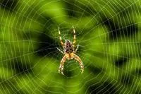 Wieso klebt die Spinne nicht an ihrem Netz? Bild: Wieso klebt die Spinne nicht an ihrem Netz?