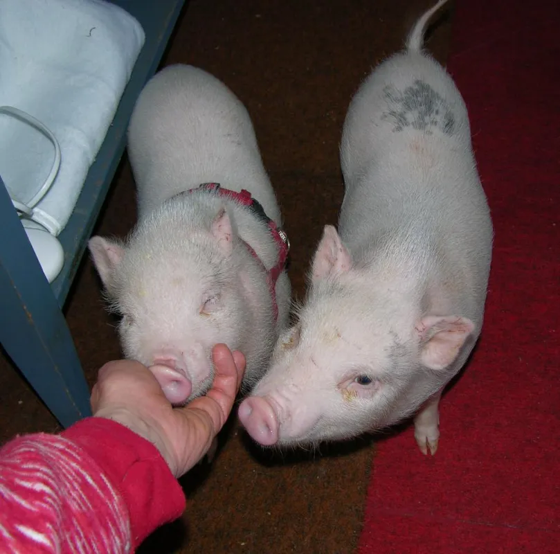 Minipigs im Training