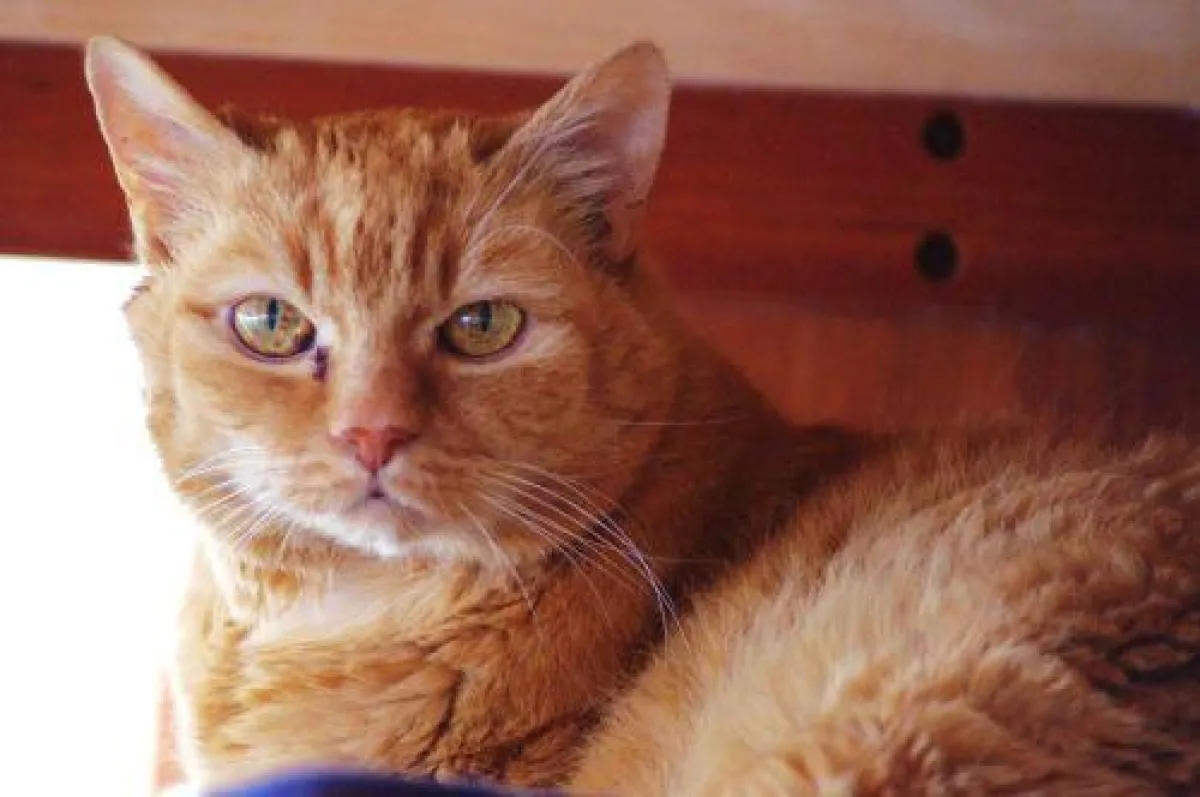 Aufgrund der Pflegebedürftigkeit seines Besitzers verlor der 18jährige Jopi sein Zuhause - Katzensch