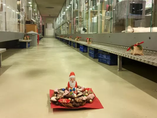 Bild: Berliner Agentur sponsert Weihnachts-Spot für das Tierheim Berlin