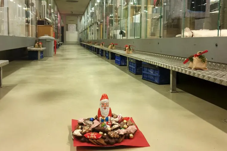 Bild: Berliner Agentur sponsert Weihnachts-Spot für das Tierheim Berlin