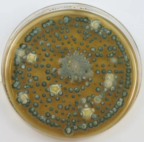 Bild: Schimmelpilze - wie viele Arten sind relevant in Innenräumen