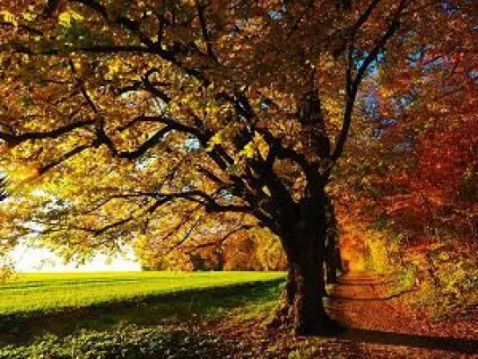 Bild: Quiz: Was Sie über den Herbst wissen sollten