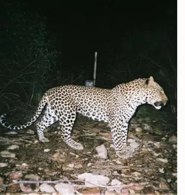 Bild: Gefangener Leopard nach abenteuerlicher Rettungsaktion befreit