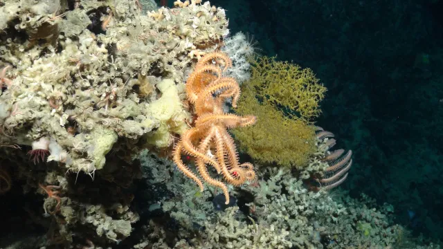 Bild: Projekt treibt Schutz von Atlantik-Korallen voran