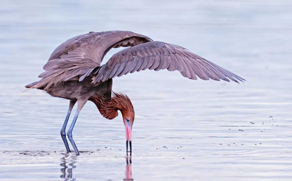 Auf Nahrungssuche (c) Florida Keys Wild Bird Center
