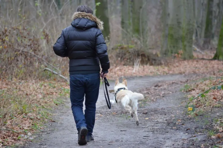 Bild: Jagdverhalten beim Hund verstehen und kontrollieren - mit Sonee Dosoruths Ansatz zum entspannten Freilauf