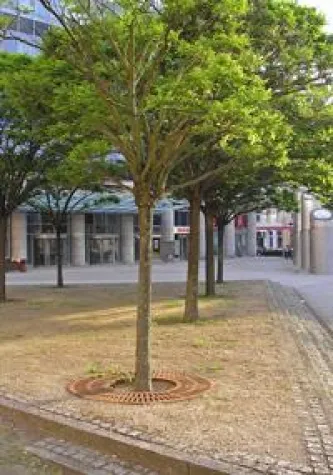 Weißgerber Lesezirkel spendet einen Straßenbaum Bild: Weißgerber Lesezirkel spendet einen Straßenbaum