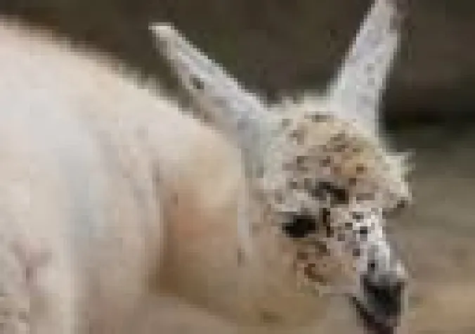 Bild: Nachwuchs bei den Lamas im Erlebnis-Zoo Hannover