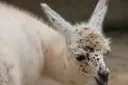 Nachwuchs bei den Lamas im Erlebnis-Zoo Hannover Bild: Nachwuchs bei den Lamas im Erlebnis-Zoo Hannover