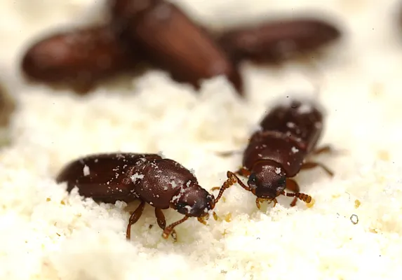 Insektenspezifisches „immune priming“ wirkt sich auf die Evolution von pathogenen Bakterien aus Bild: Insektenspezifisches „immune priming“ wirkt sich auf die Evolution von pathogenen Bakterien aus