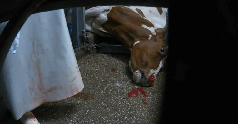 Tierquälerei im Schlachthof Elsfleth: Ermittlungen laufen - Gerüchte um mögliche Wiedereröffnung Bild: Tierquälerei im Schlachthof Elsfleth: Ermittlungen laufen - Gerüchte um mögliche Wiedereröffnung