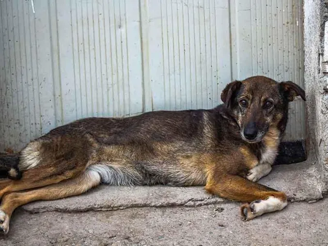 Bild: Rumänische Straßenhunde: Sie sterben in Massen