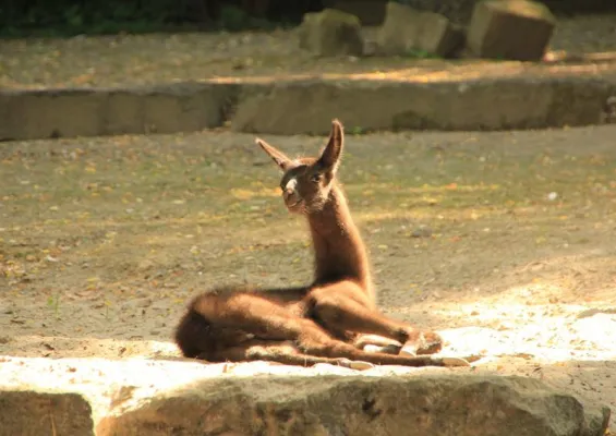 Bild: Nachwuchs bei den Lamas im Erlebnis-Zoo Hannover