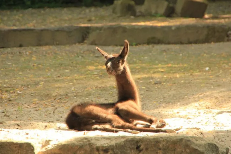 Bild: Nachwuchs bei den Lamas im Erlebnis-Zoo Hannover