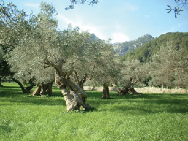 Bild: Neue Website für Wellness Bewusste