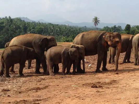 Bild: Dumbo als Coach: Anti-Stress-Coaching mit Elefanten auf Sri Lanka