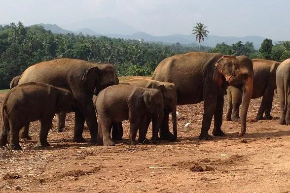 Bild: Dumbo als Coach: Anti-Stress-Coaching mit Elefanten auf Sri Lanka
