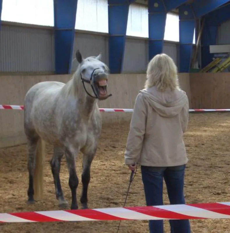 Pferde als Reflexionshelfer