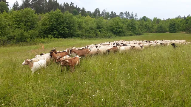 Bild: Weidehaltung und Wölfe: „(Wie) wollen Sie Ihre Herden schützen?“