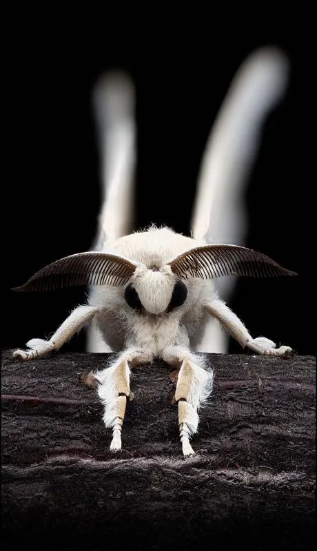 Die Seidenspinnerweibchen locken die Männchen durch den Sexuallockstoff Bombykol an. Bombykol wurde 1959 als erstes Pheromon chemisch charakterisiert. (Foto: Hans Pohl/FSU)