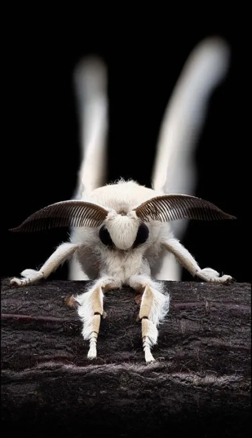 Die Seidenspinnerweibchen locken die Männchen durch den Sexuallockstoff Bombykol an. Bombykol wurde 1959 als erstes Pheromon chemisch charakterisiert. (Foto: Hans Pohl/FSU)