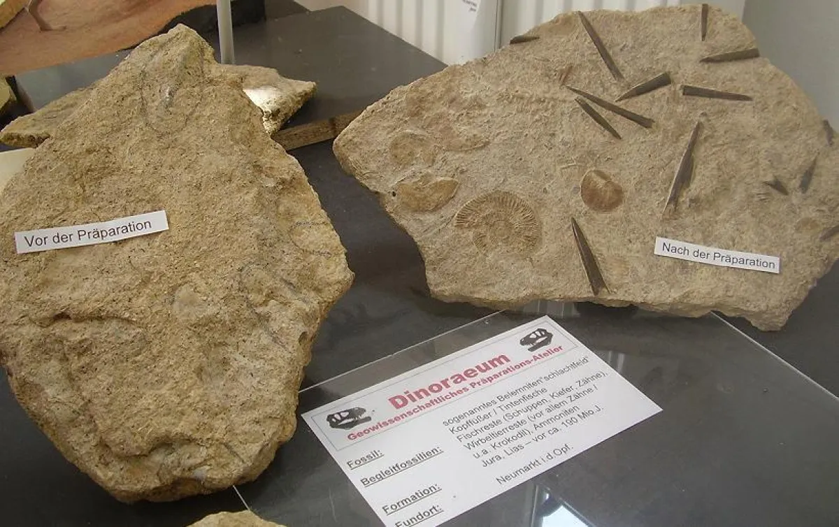 Bild: Eine Belemnitenplatte (Tintenfischreste) aus Neumarkt in der Oberpfalz - Links: Frischer Feldfund - Rechts: Nach der Präparationsarbeit