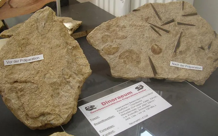 Bild: Fossilien-Ausstellung mit Schaupräparation sucht interessierte Sponsoren