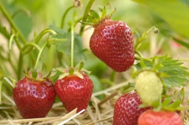 Bild: Erdbeeren - die geballte Vitaminladung hat jetzt Hauptsaison