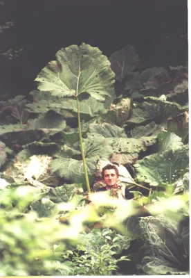 Neue Therapieleitlinien der Kopfschmerzgesellschaften: Pflanzlicher Pestwurz-Extrakt wird positiv bewertet Bild: Neue Therapieleitlinien der Kopfschmerzgesellschaften: Pflanzlicher Pestwurz-Extrakt wird positiv bewertet