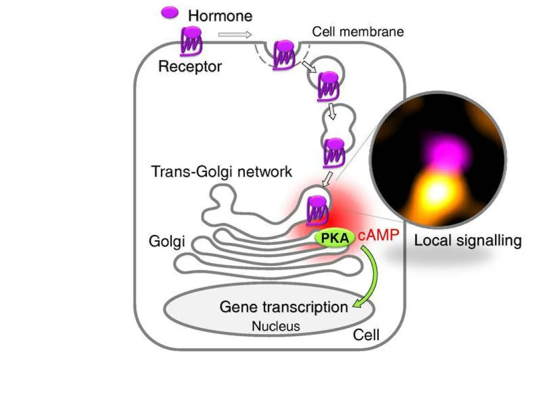 Upon binding of a hormone (TSH), the receptor is taken up by the cell (internalization) and transported to the TGN, where it induces local cAMP production and PKA activation. (Graphic: Team Calebiro)