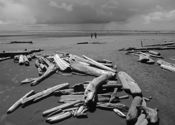Bild: "Strandläufer" und "Pacific Cedar" auf Pariser Kunstauktion