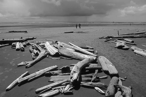 "Strandläufer" und "Pacific Cedar" auf Pariser Kunstauktion Bild: "Strandläufer" und "Pacific Cedar" auf Pariser Kunstauktion