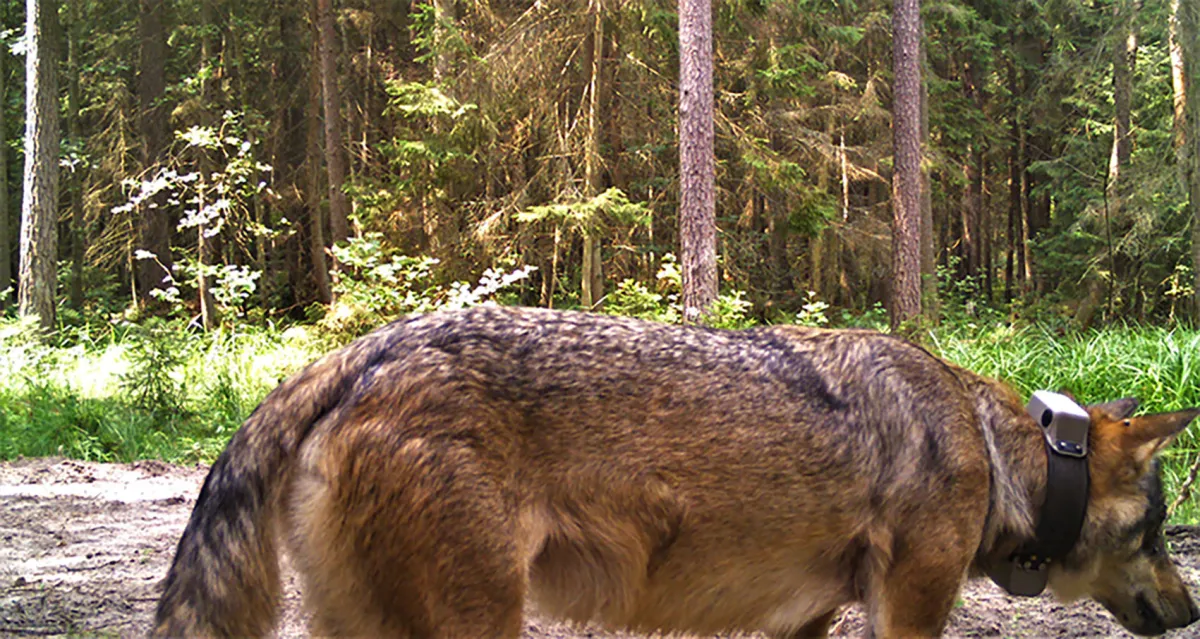 Wolf mit einem GPS-Tracking-Halsband, aufgenommen von einer Kamerafalle in Belarus (© Viktar Fenchuk/ZGF)