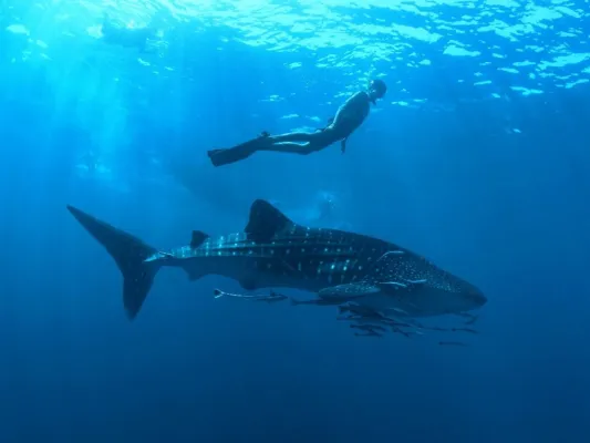Bild: "Die Reise zum Ich" mit Walhaien und Meditation im Nova Maldives