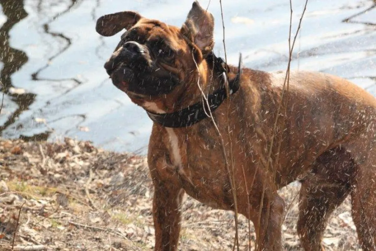 Der Hund braucht seinen Auslauf. Im Notfall hilft www.hundebetreuer-in.de aus Berlin Tegel