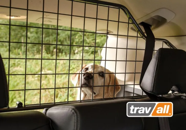 Bild: Hunde in kleinen Autos sichern