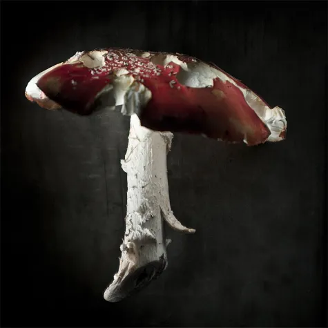 Bild: Kalender Waldbewohner doppelt ausgezeichnet