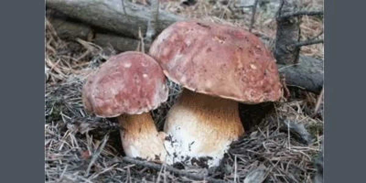 waldfrische Steinpilze