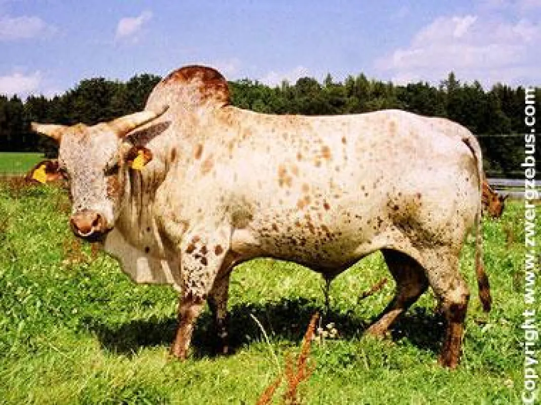 Zwergzebubulle auf Allgäuer Weideland