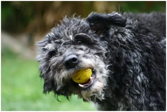 Bild: Tennisbälle – Ungeeignet für Hundezähne