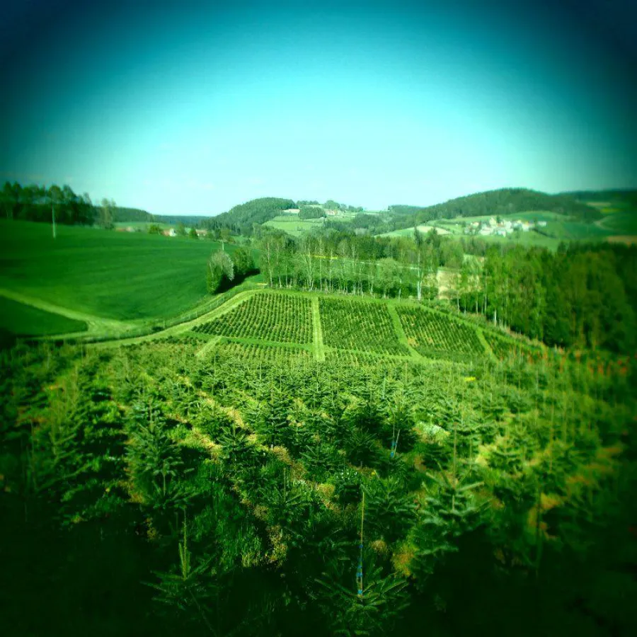 Weihnachtsbaumplantagen in Deutschland