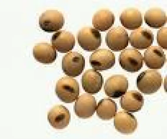 Bild: Der gesundheitliche Nutzen von Soja, Sojaprotein & Sojaprodukten