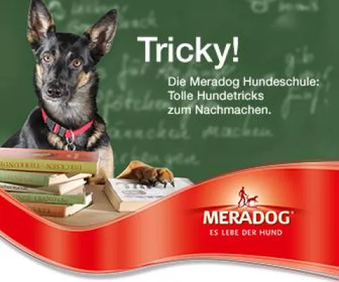 Bild: Die neue Meradog Hundeschule bringt Spaß und Abwechslung für kleine und große Hunde