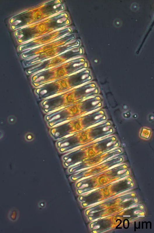 Diatom Achnanthes taeniata (IOW)
