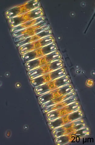 A new indicator for marine ecosystem changes: the diatom/dinoflagellate index Bild: A new indicator for marine ecosystem changes: the diatom/dinoflagellate index