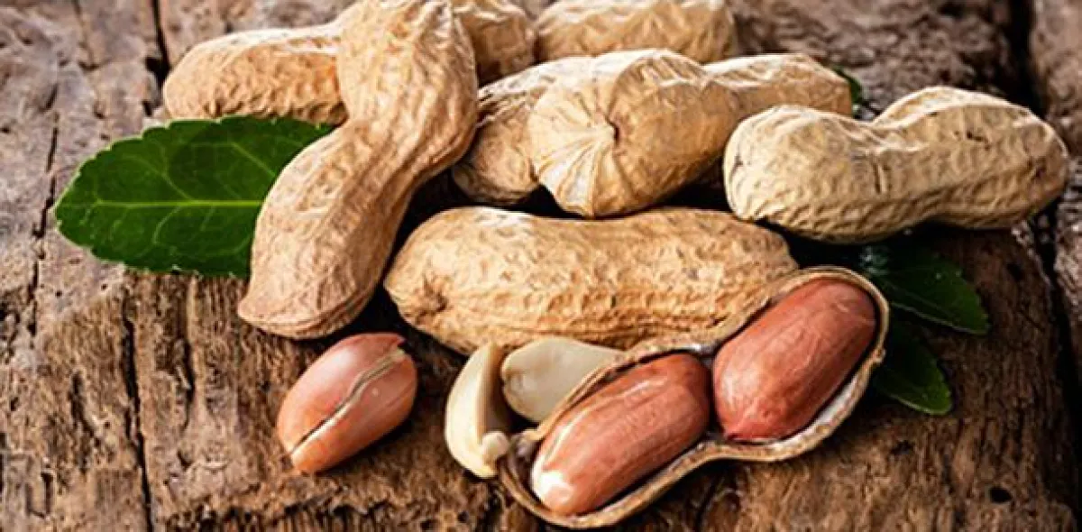 Laktobazillen beugen Erdnussallergien vor (Bild: fotolia.com)