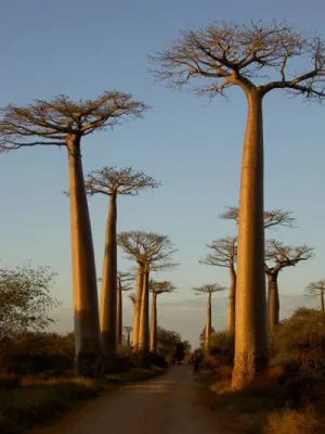 Bild: Travel & Personality: Madagaskar – Exotisch, farbenfroh & weitgehend unberührt