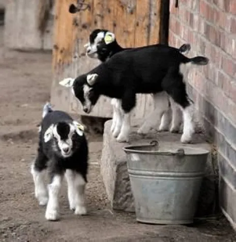 Das große Meckern im Frühling im Erlebnis-Zoo Hannover Bild: Das große Meckern im Frühling im Erlebnis-Zoo Hannover